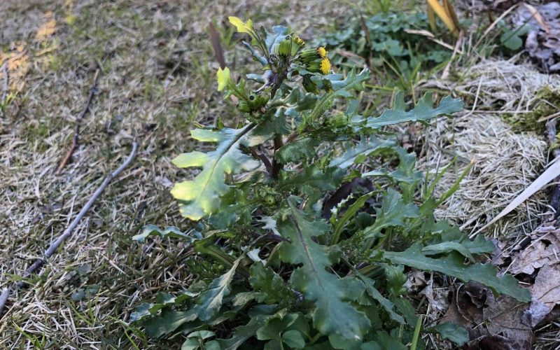 【均一性を保つには犠牲が必要】20190114　毎日更新14日目 サムネイル