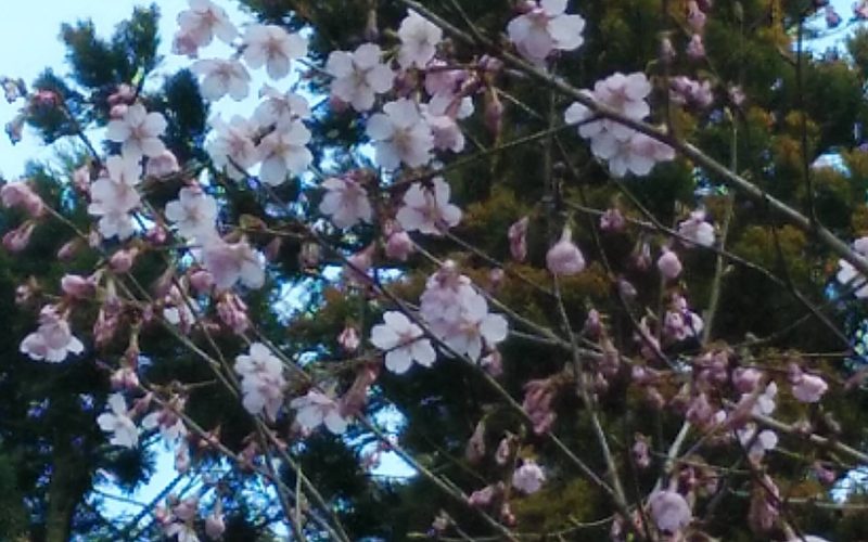 【斜にかまえると損をする？自分で意識を切り替えてみる】20190326　毎日更新85日目 サムネイル