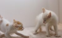 【言い負かすことは、勝ったといえるのか　アサーション①】20190304　毎日更新63日目 サムネイル