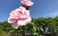 【偶然の確率を上げる】20190514　毎日更新134日目 サムネイル