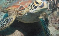 【カメとリツ】20190809　毎日更新221日目 サムネイル
