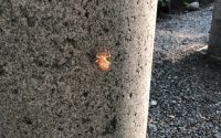 【自己紹介が長い人】20190911　毎日更新253日目 サムネイル