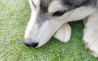 【行動にだけフォーカスする】20191211 サムネイル