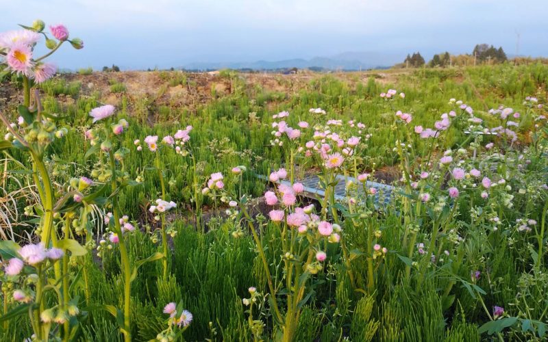 【あえてやることをたくさん作る】20200428　484日目 サムネイル