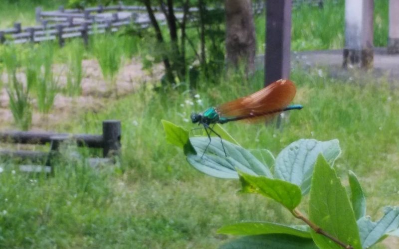 【どうぞ休んでいてください】20200513 サムネイル