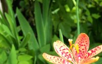 【なんでも自分でできるの？】20200528 サムネイル